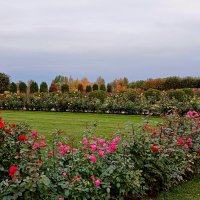 Розы Купеческой гавани. :: Лия ☼