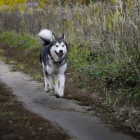 Ярик. :: leff Postnov