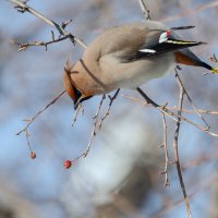 Свиристель :: Виктор Иванович Чернюк Свиристель :: Виктор Иванович Чернюк