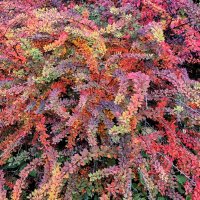 Разноцветье октября. :: Евгения Куприянова