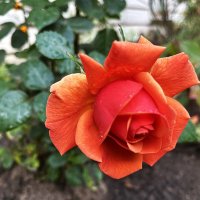 ***осенняя роза*** :: Olga Oskolkova ***осенняя роза*** :: Olga Oskolkova