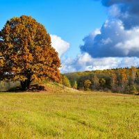 Одинокий дуб. :: Милешкин Владимир Алексеевич 