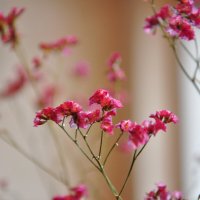 Украшение :: Александр Конов