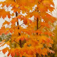 *** :: Иван Литвинов *** :: Иван Литвинов