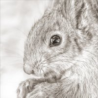 Белка :: SanSan 