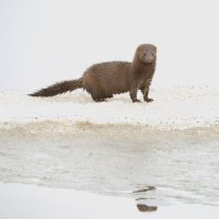 По весеннему льду. :: Михаил Белоусов