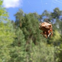 Обыкновенный крестовик :: Любовь Сахарова