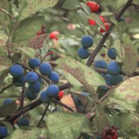 *** :: Лера *** :: Лера