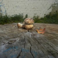 *** :: Лера *** :: Лера