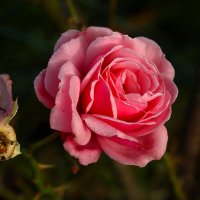 Доброе утро :: Юрий. Шмаков