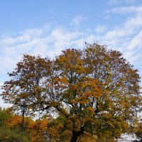 Раскинулся :: Лариса Корж