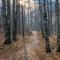 Битцевский лес :: Aleksey Afonin