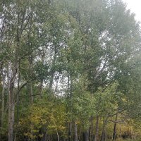 В лесу... :: Андрей Хлопонин