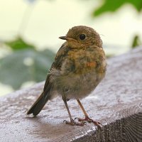 Молодая зарянка :: Лина 