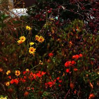 Октябрьские цветы :: Юрий Гайворонскiий