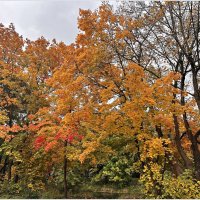 Наконец и у нас золотая осень! :: Валерия Комова Наконец и у нас золотая осень! :: Валерия Комова