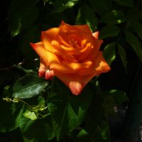 Оранжевая  роза Флорибунда :: Валентин Семчишин