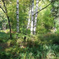 Картинки осени :: Рита Симонова