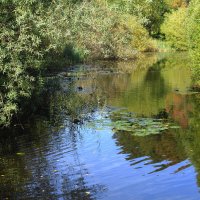 Картинки осени :: Рита Симонова