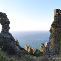 Природа Крыма :: Amazing Cosmea