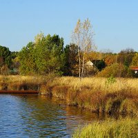 Берёзка :: Галина Кан