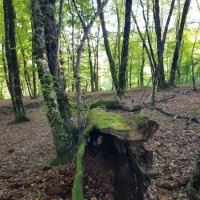 Пластунка :: Tata Wolf Пластунка :: Tata Wolf