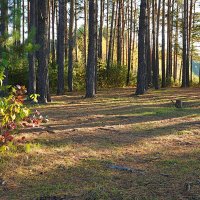 Осенним утром на острове :: Галина Кан