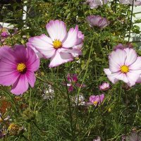 Космея :: Freddy 97