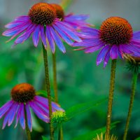 Мой город - ЦВЕТЫ :: Владимир Максимов