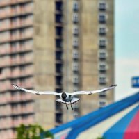 Полёт :: Дмитрий Балашов Полёт :: Дмитрий Балашов