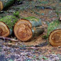 ...были когда-то деревом... можно прочитать судьбу... :: galalog galalog