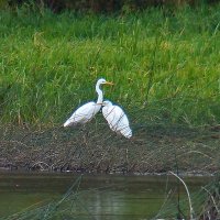 большие белые цапли :: gawrilа - dan