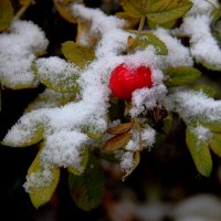 Первый снег :: victor Lion