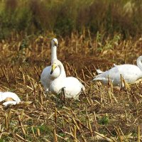 дикий мир осенью :: ИННА ПОРОХОВА