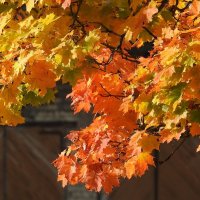 осень :: ИННА ПОРОХОВА