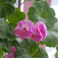 Красавица герань. :: сергей ермошкин Красавица герань. :: сергей ермошкин