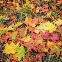 палитра осени :: Galina 