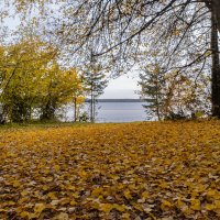 золотой ковер :: Galina золотой ковер :: Galina