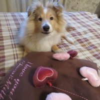 Любимка :: Валерия Яскович