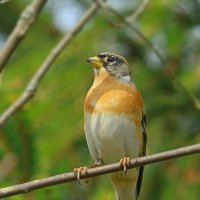 в тёплых солнечных лучах ... :: Andrey Bragin 