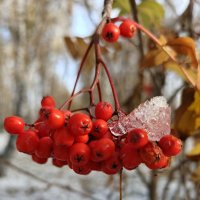 Льдинка на рябинке . :: Мила Бовкун Льдинка на рябинке . :: Мила Бовкун