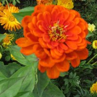 Цинния прекрасная :: Дмитрий Никитин