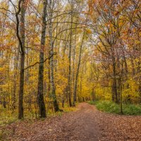 В октябрьском лесу... :: Владимир Жданов В октябрьском лесу... :: Владимир Жданов