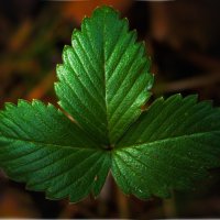 *** :: Олег Алексеев