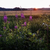 Проникновение в тьму :: sorovey Sol Проникновение в тьму :: sorovey Sol