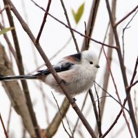 Ополовник :: Светлана 