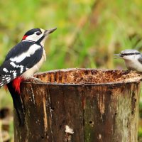 разговор :: Светлана 