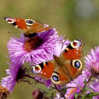 пары октябрьских бабочек 4 :: Александр Прокудин пары октябрьских бабочек 4 :: Александр Прокудин