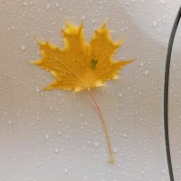 *** :: Любимова Ольга 