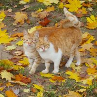 Кошки рыжие осенние! :: Ольга Митрофанова